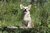 CORGI PEMBROKE 003